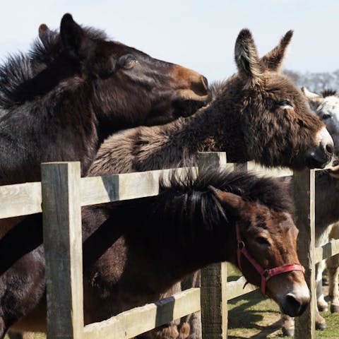 Meet rescued horses and donkeys on the estate