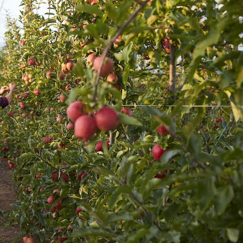 Enjoy the tranquility of a home surrounded by apple orchards