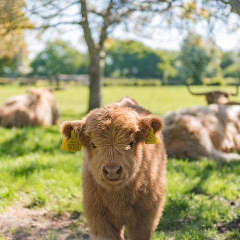 Say hello to the Highland cows that peep over the fence