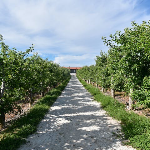 Walk through pretty vineyards and go wine tasting at local wineries