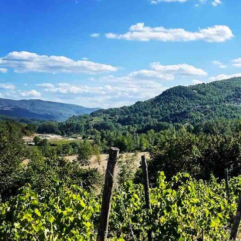 Explore the tree–lined hills and vineyards of the Casentino Valley