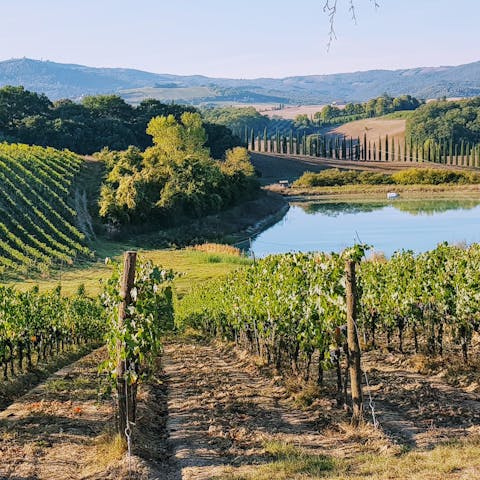 Explore the vineyards of Chianti or take a day trip to Siena