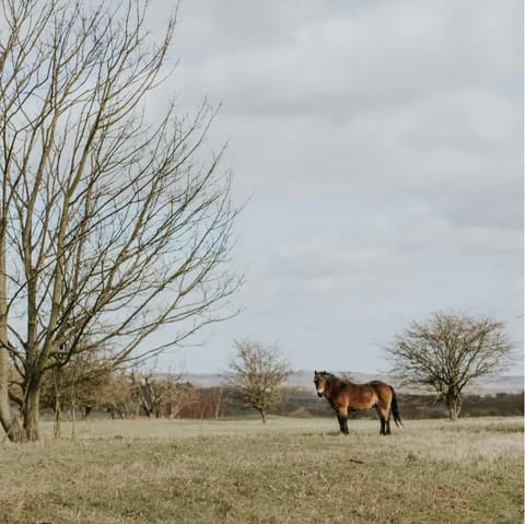 Enjoy bracing walks through the nature reserve and meet the wild roaming ponies, just moments from your door