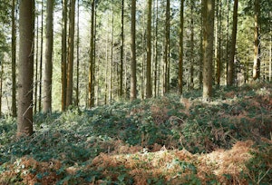 The Nature's Path image 11