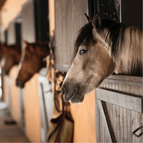 Head over to the Korpijukola stables and explore the Isojärvi trail on horseback