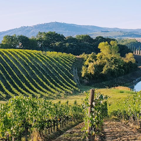 Discover the rolling hills and vineyards of Tuscany