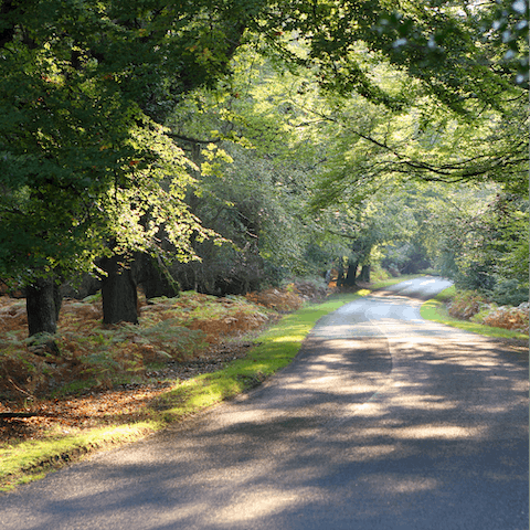 Hop in the car and be among the peaceful trees of the New Forest in twenty-five minutes