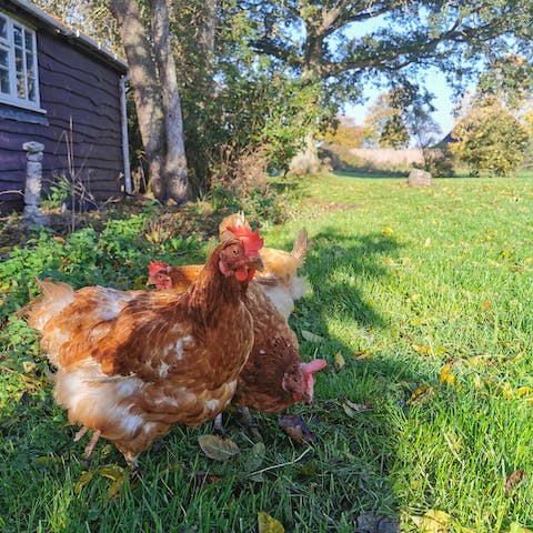 Say hello to the rescue hens that dander about the three acres of grounds