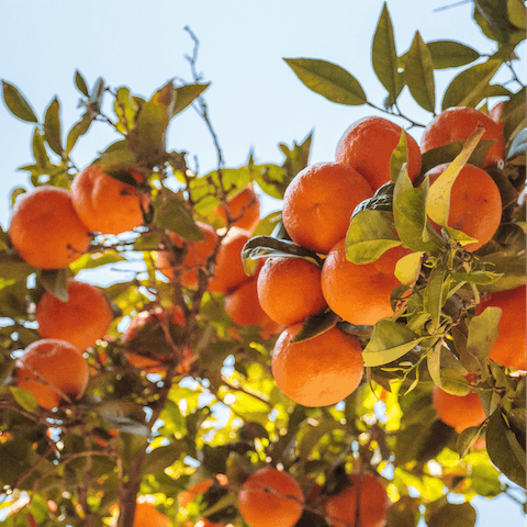 Discover the source of Spain's sweet oranges in the beautiful town of Carcaixent