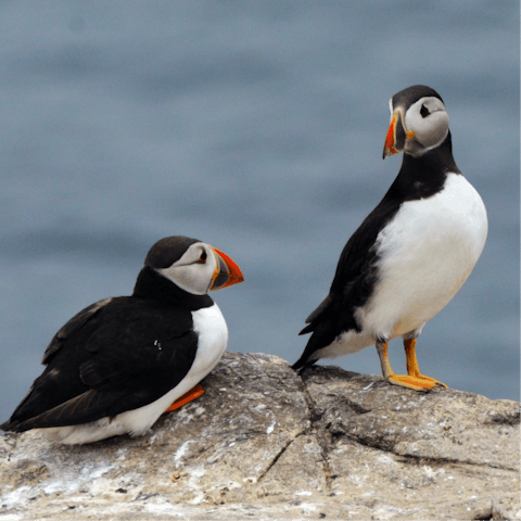 Cruise over to the protected Farne Islands, where seabirds rule the roost