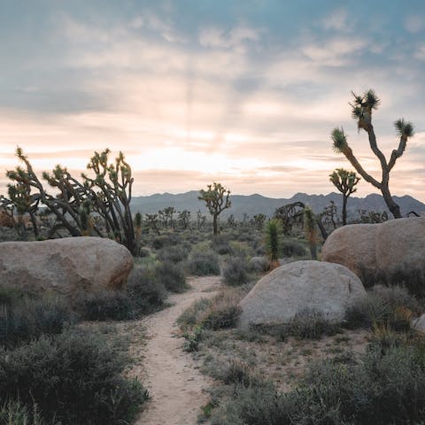 Immerse yourself in the natural beauty of the Joshua Tree National Park located on your doorstep 