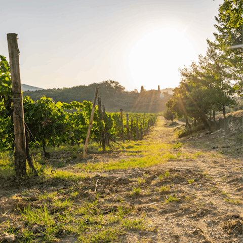 Stay in the Chianti Hills and explore the famous vineyards around you