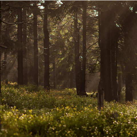 Explore the beauty of rural Northumberland, including Thrunton Wood and its endless trails – just a seven-minute drive away