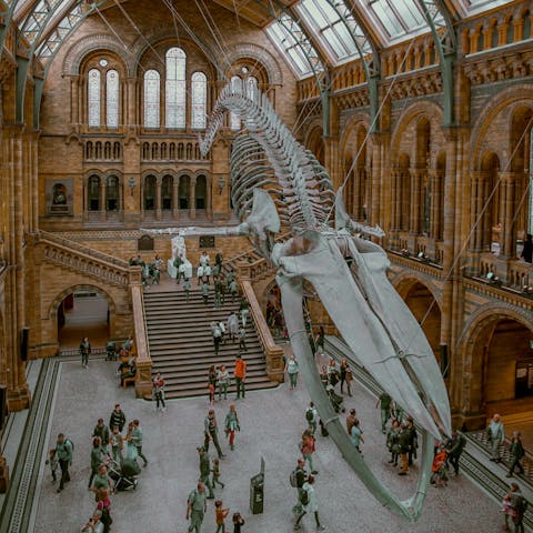 Walk less than fifteen minutes to the Natural History Museum