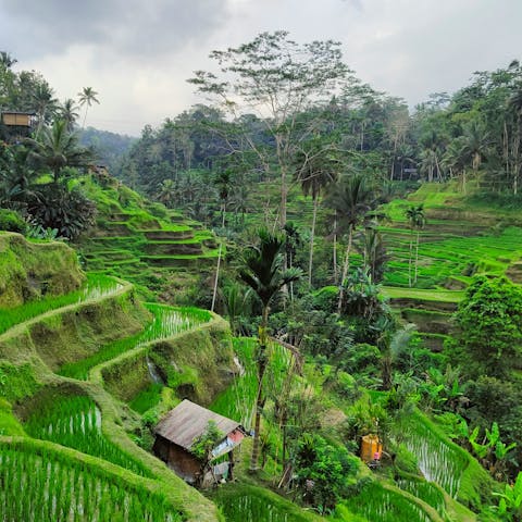 Be inspired by the majestic beauty of Bali while exploring Ubud