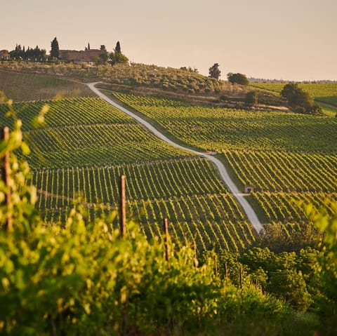 Tour the Tuscan countryside and enjoy a tasting of the region's finest wines