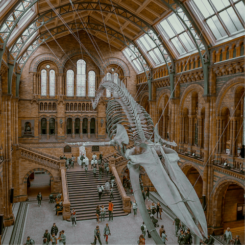 Get your culture fix at the National History Museum and V&A, both a ten-minute walk