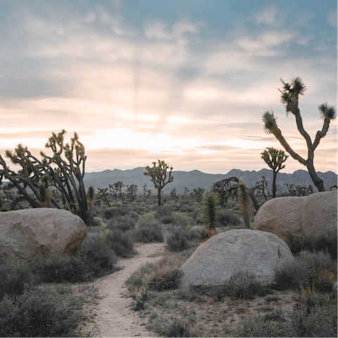 Enjoy the spectacular natural beauty of the Joshua Tree Park 