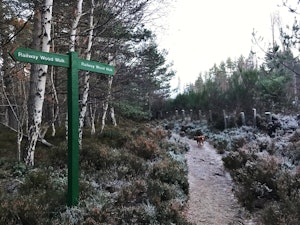 A Highland Romance image 10