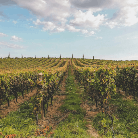 Stay near Bordeaux, a UNESCO Heritage site city, surrounded by vineyards to explore