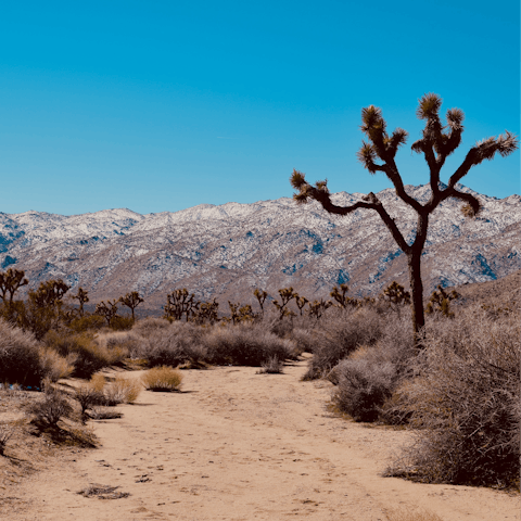 Explore the majestic Joshua Tree National Park, around thirty minutes away