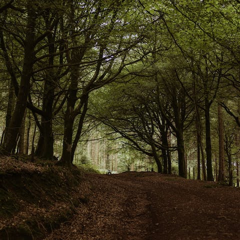 Explore woodland walks around Taunton, right on your doorstrep