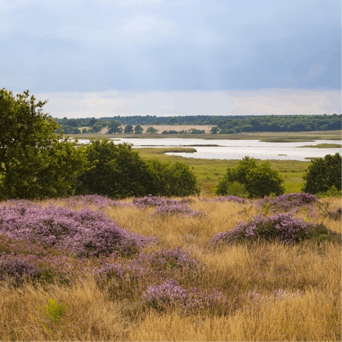 Drive inland to Dunwich and explore the rolling heathland