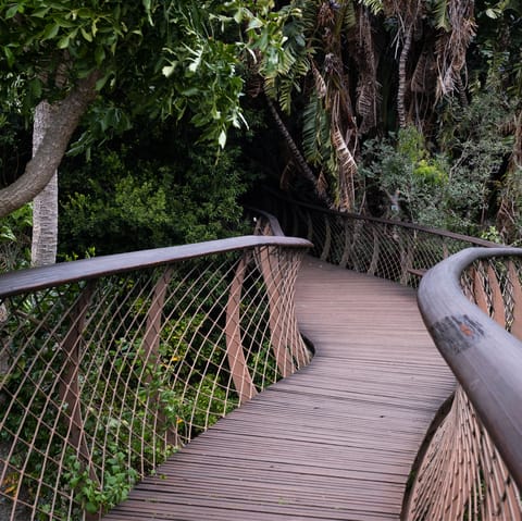 Immerse yourself in Cape Town's flora at Kirstenbosch – a short drive away