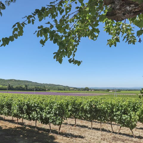 Sample the local wine sourced from the regions vineyards