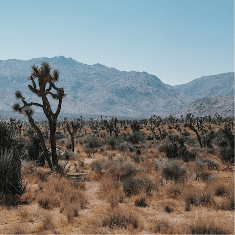 Take a road trip through the Joshua Tree desert