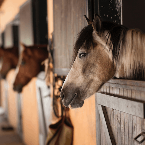 Horse ride through the countryside