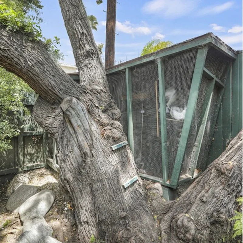 Visit the birdhouse full of doves and fantail pigeons
