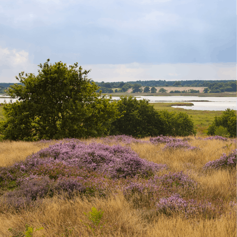 Ramble on the Suffolk Heaths that surround Southwold