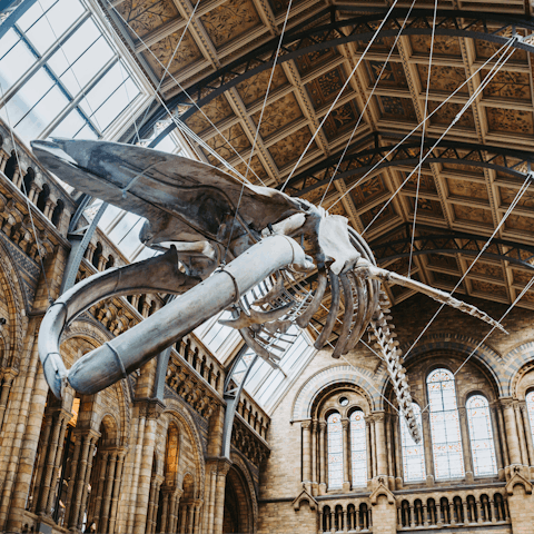 Spend an afternoon exploring the Natural History Museum