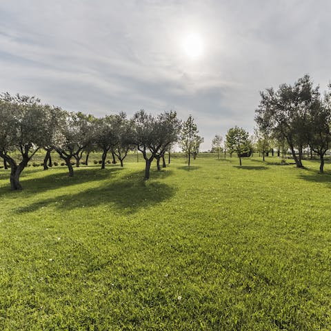 Take a wander through the olive groves to find a spot for a picnic