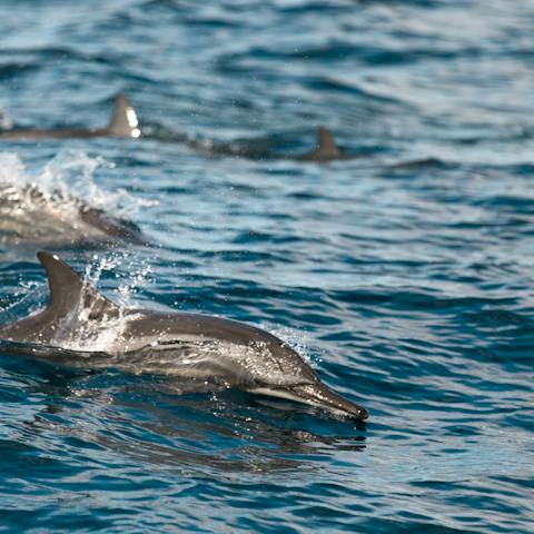 Spot dolphins at the Fiscalini Ranch Preserve, just a fifteen-minute walk away