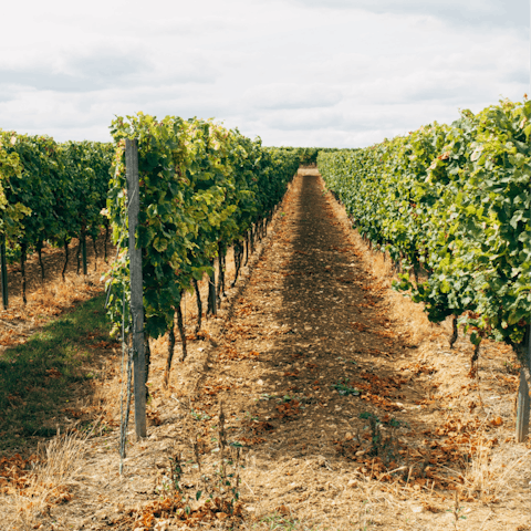 Enjoy free wine tasting in nearby Paso Robles, a forty minute drive away –⁠ courtesy of your host, a member of Pianetta Winery 