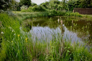 Tudor Grace image 4