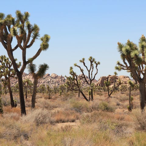 Get lost in the wild beauty of Joshua Tree National Park just outside your front door