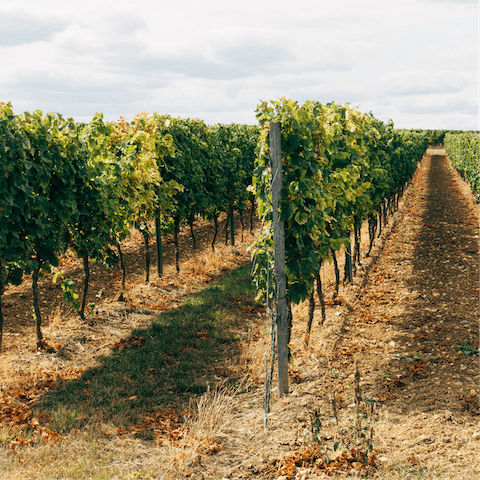 Tour the local vineyard La Collinna Delle Fate, which is a ten minute drive away