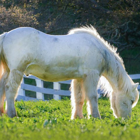 Entertain the kids with your host's tame miniature ponies who can be stabled on site and will graze in your private meadow (on request)