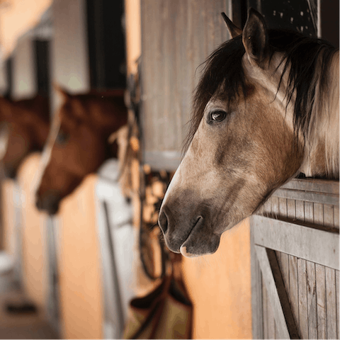 Take riding lessons at the nearby Sag Pond horse farm