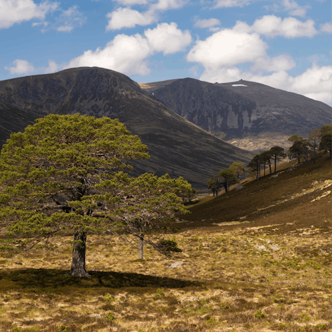 Explore the wilds of Cairngorms National Park –⁠ within driving distance