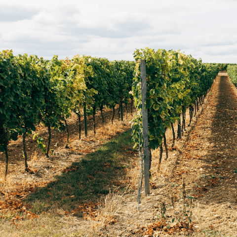 Head to Kenton Vineyard for an afternoon of wine tasting, it's just a short drive away