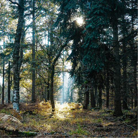  Pack your best walking shoes and  explore the ancient forests 