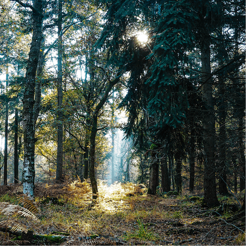 Pack your best walking shoes and explore the ancient forests