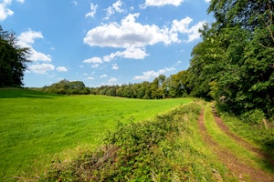 Wild Woodland image 9