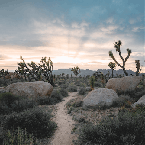 Visit the raw beauty of Joshua Tree, just thirty-five minutes away