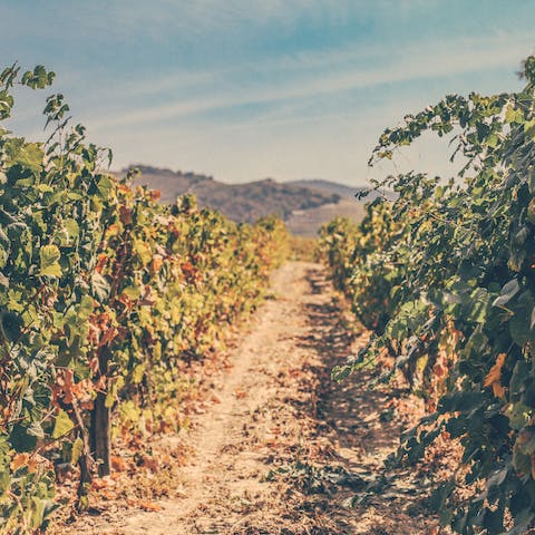 Visit one of the nearby vineyards to sample the local wine