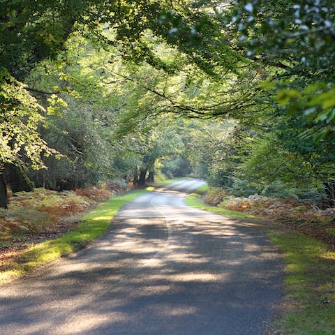 Make the most of your location at the heart of the New Forest 